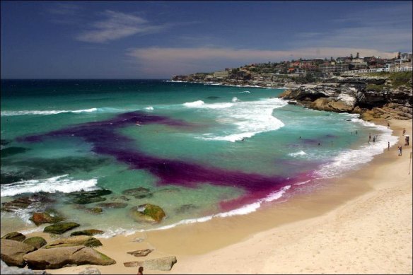 Dr Rip demonstrated the movements of a rip current by releasing dye into the surf in 2007. In a survey, 29 per cent of people said they did not know how to look for a rip.