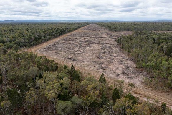 A drone photo of land-clearing at Mount Garnet released by Greenpeace. They say they will be naming the company that owns the property.