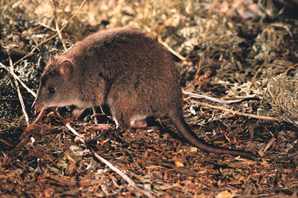 The long-footed potoroo is one of several locally extinct animals that will be reintroduced to a new feral-free rewilding site in southern NSW.