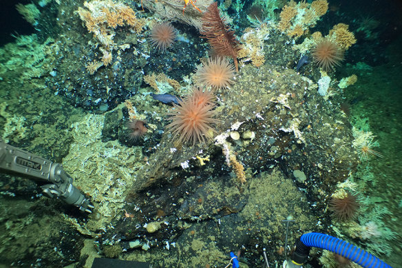 Deep-sea submarine Alvin’s manipulator arm collects samples from a rocky outcrop at the crest of a ridge in the Galapagos Islands, populated by cold water corals, squat lobsters, anemones, basket stars and deep-sea fish and only recently discovered.