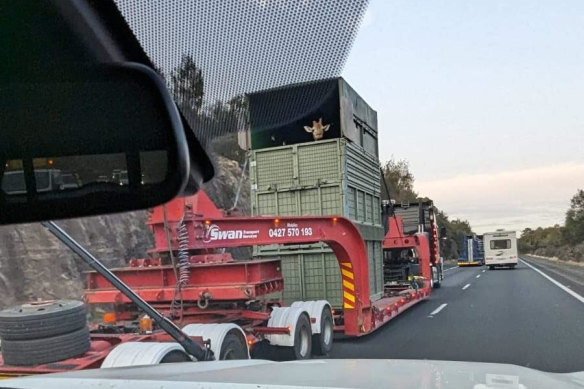 The giraffe is being transported from Queensland to Victoria.