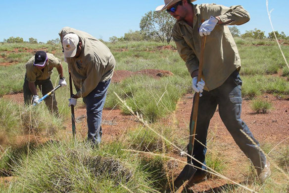 Spinifex displays extraordinary strength, thanks to its unique cellulose nanofibres.