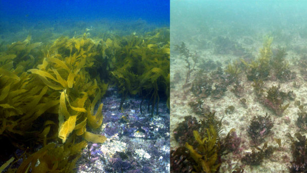Before and after the 2011 marine heatwave off the WA coast and its effects on kelp.