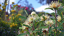 Native plants like white Shady Lady waratahs and yellow broad leaf drumstick flowers help encourage native birds and pollinators to your garden to help control pests.