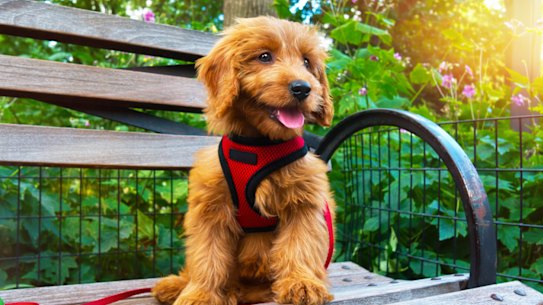 A miniature groodle.