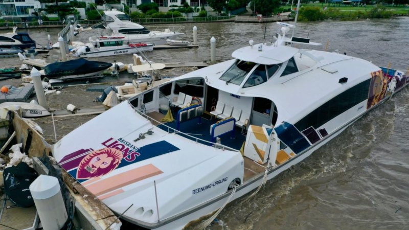 River city 2024 cat rescue