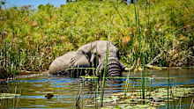 African elephant in the Okavango Delta of Botswana.