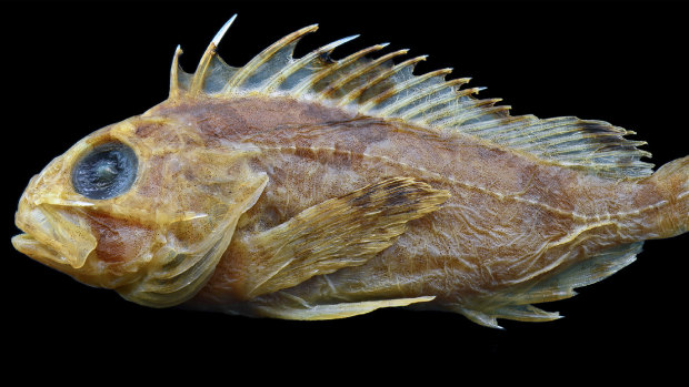The lachrymal sabre of the Soldierfish, a species of stonefish found in Australia, can be seen beneath its eye. 