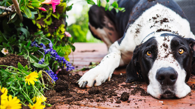 Why there is no such thing as a well-behaved dog