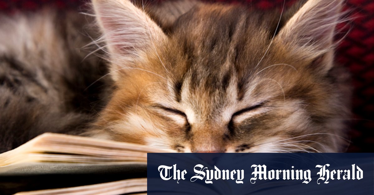 The inspiration behind history’s greatest authors? Their feline friends