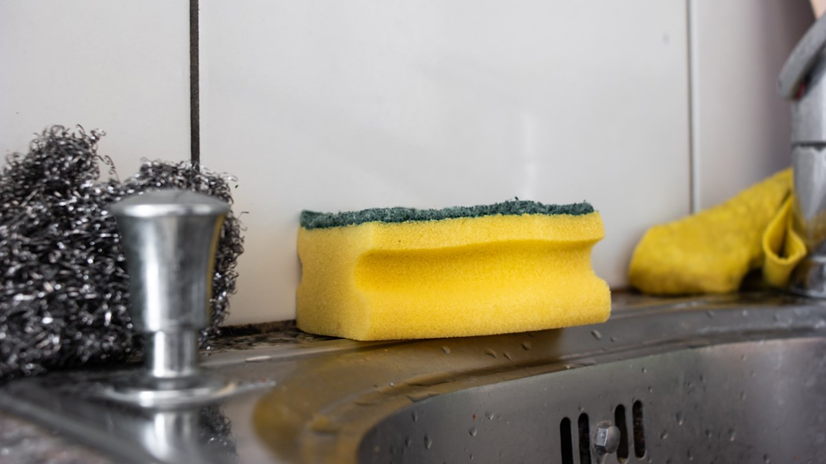 Germs thrive in kitchen sponges much longer than we think and not even a smell will clue you in