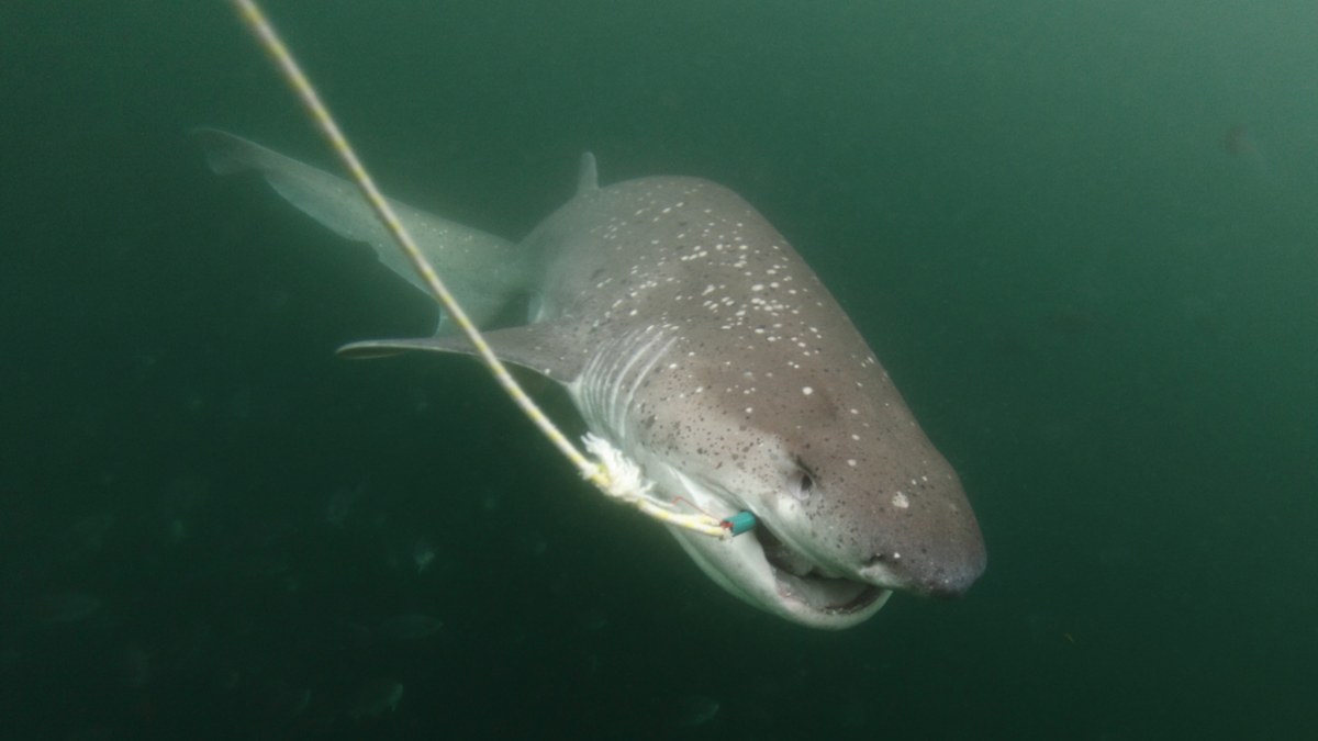 Diver attacked by shark in Tasmania’s south