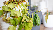 Stressed plants are easier to revive than ones that are near death, and the sooner you take action the sooner they’ll bounce back.