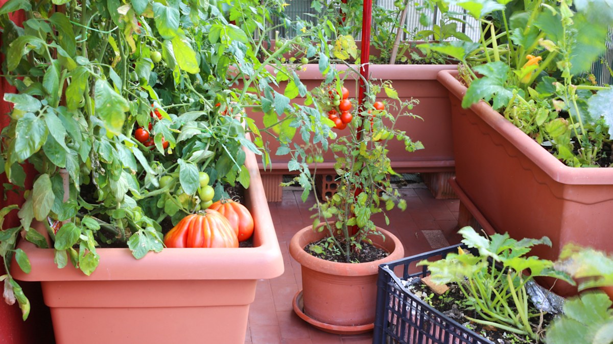 The best tomato for growing on balconies has nothing to do with size 
