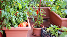 While there are tomato varieties designed for growing in pots and small spaces, you don’t have to stick to those to get a good harvest.