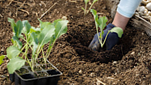 Veggies that are best planted out as seedlings can either be started from seed in a seedling tray or bought as seedlings from a garden centre.