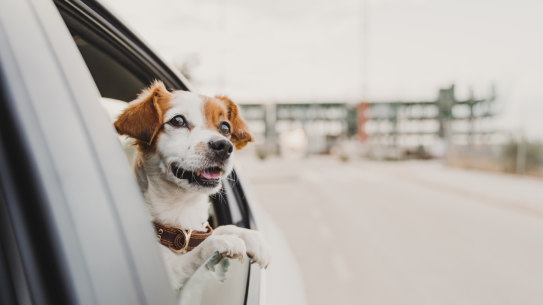 Some animal behaviourists reckon dogs love road trips because they evoke the same euphoric sensations as hunting marathons with their wolf ancestors.
