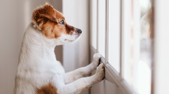 For dogs with separation anxiety, their brain will go into panic mode as soon as you leave because they have lost a visual of where their owner is.