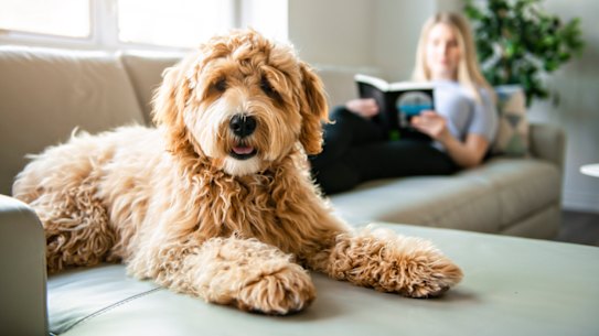 Find a vet, groomer, pet sitter and trainer before bringing an animal home.