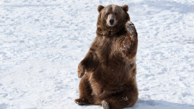 The remarkable science behind fat bears that holds important lessons for human health