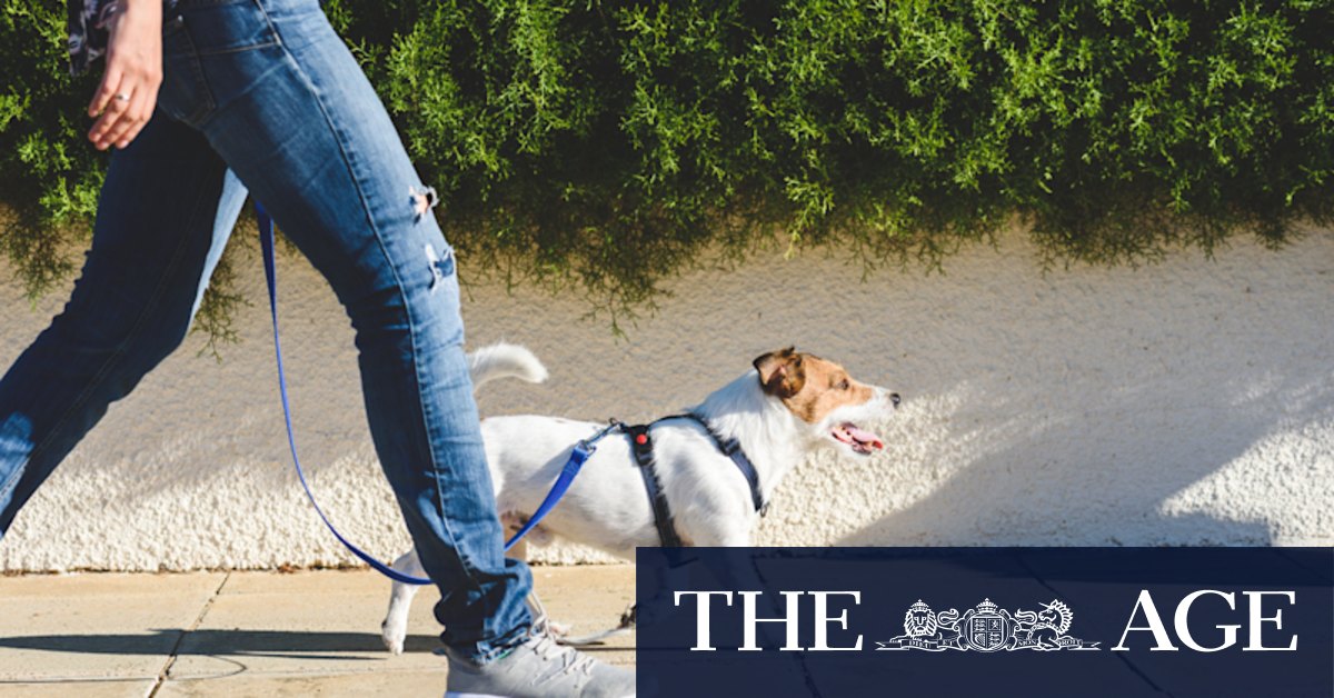 You can stroll your way to a younger, healthier brain - Vimarsana News