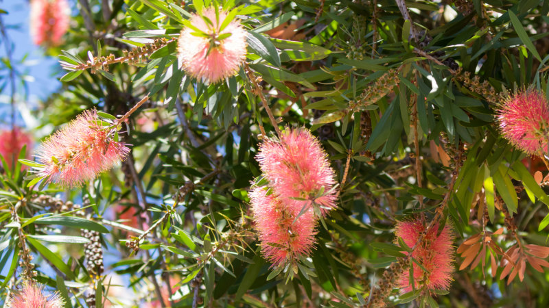 Why the bottlebrush or callistemon thrives in wet and dry ...