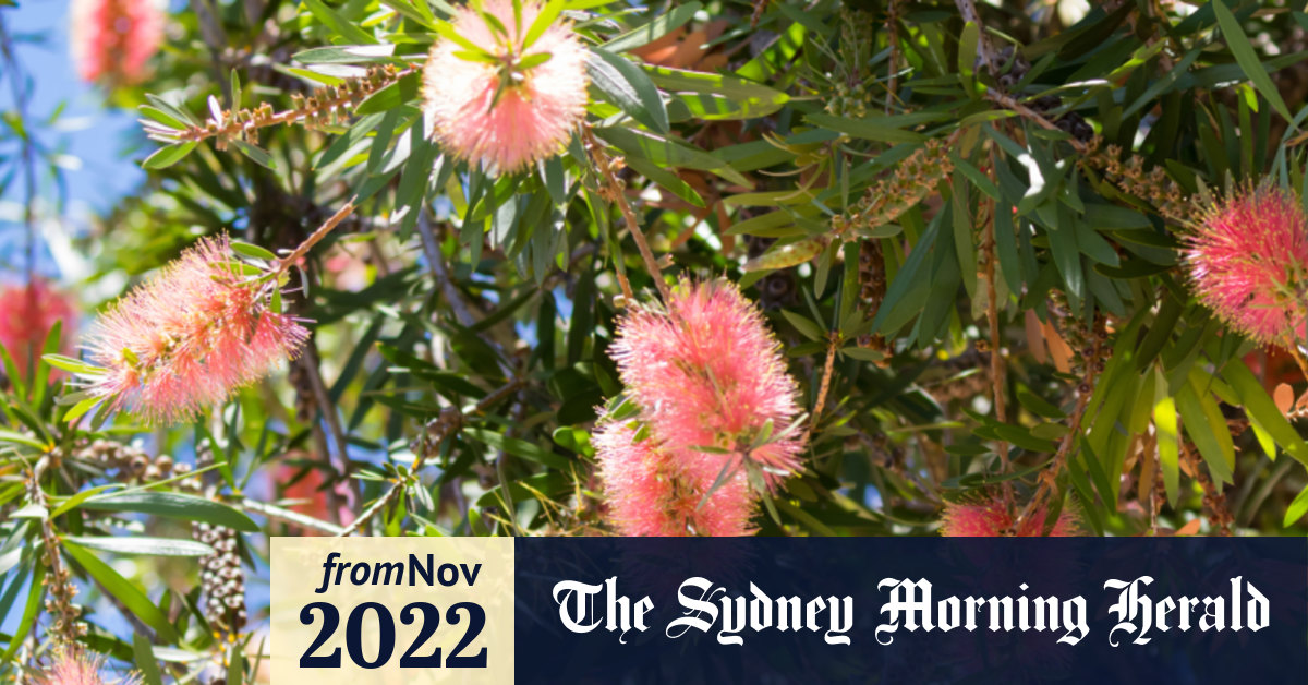 Why the bottlebrush or callistemon thrives in wet and dry ...