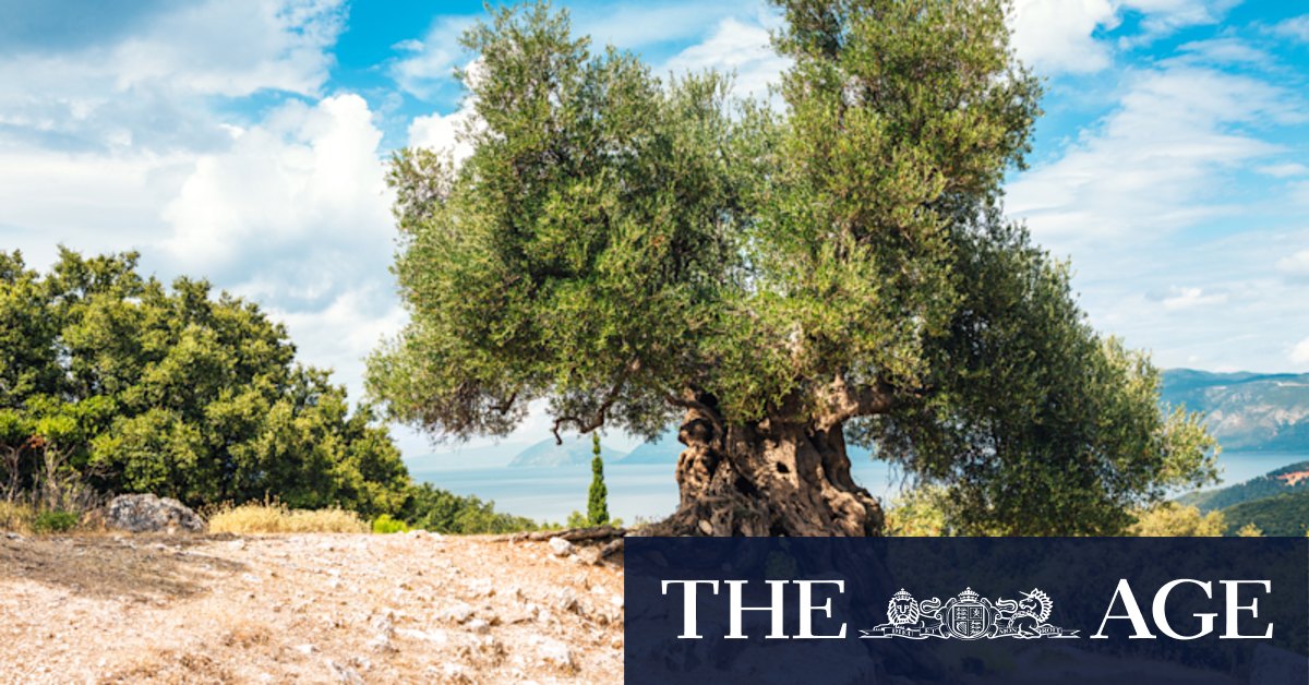 Love olives? Now's the time to get planting - Vimarsana News
