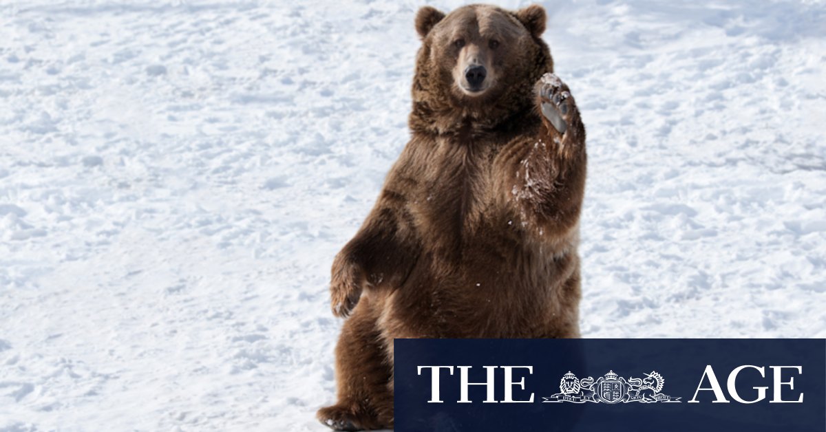 Amid a surge in grizzly attacks, one US state is at the centre of a grand experiment - Vimarsana News