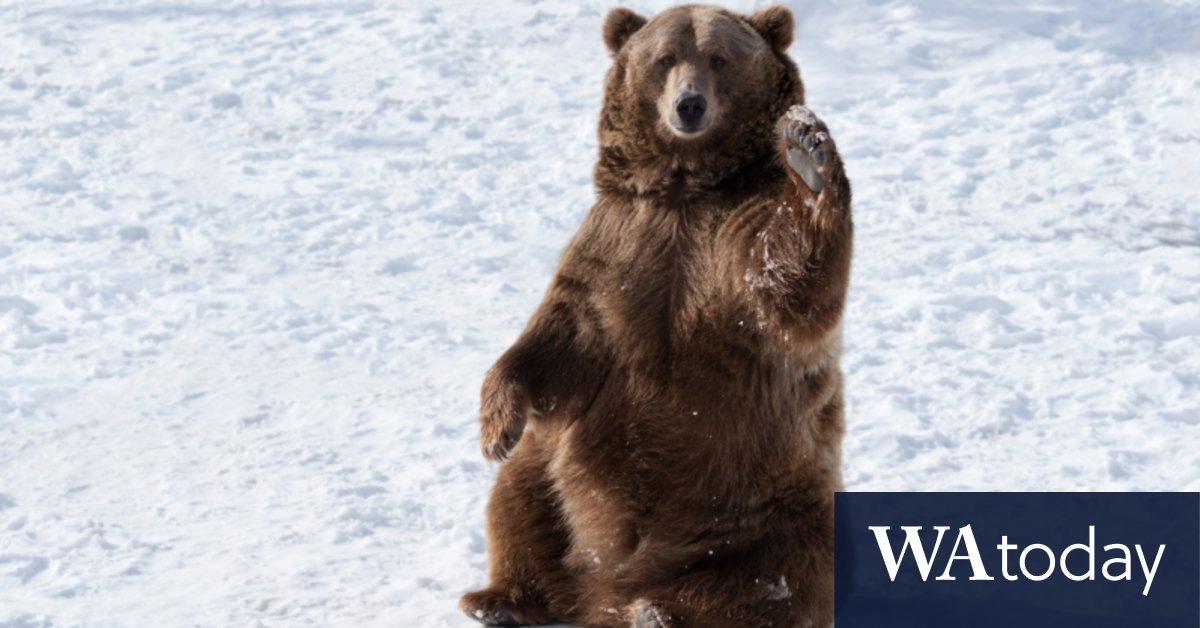 Amid a surge in grizzly attacks, one US state is at the centre of a grand experiment - Vimarsana News