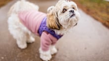 Coats aren't just cute, they are vital for keeping some dogs, like smaller breeds, warm.