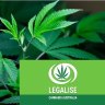 Legalise Cannabis Australia have performed well in Queensland.