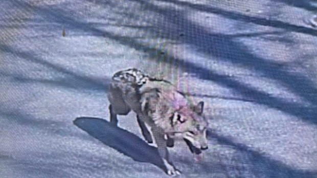 The wolf, named Neukgu, was on the run for nine days after reportedly slipping under a fence.