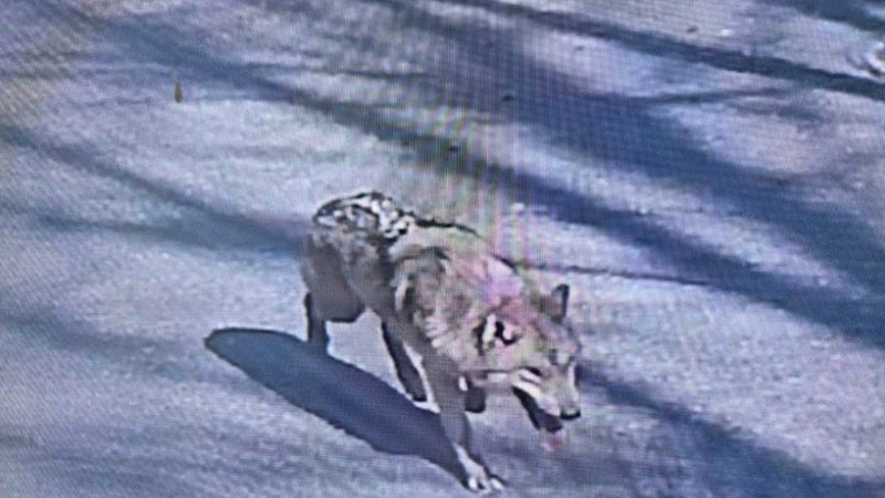 Operational Mechanics of Urban Apex Predator Management