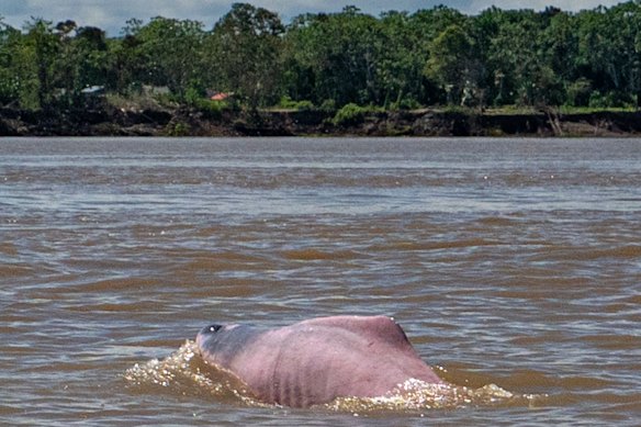 It’s a thrill to spot a pink dolphin.