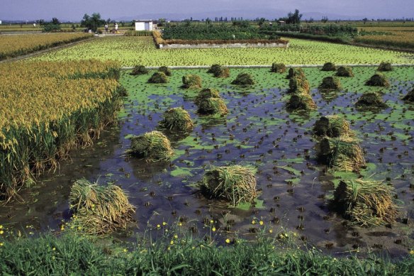 The Ebro Delta is responsible for 20 per cent of Spain’s rice production.