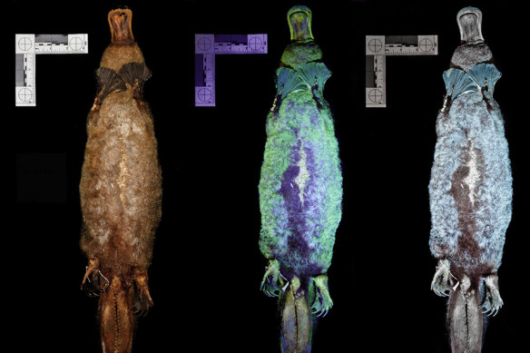 The American specimen under visible light (left) and under UV (right).