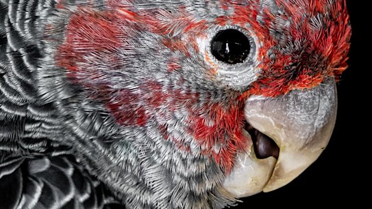 Gang-gang cockatoos were added to Australia’s endangered species list this year. 