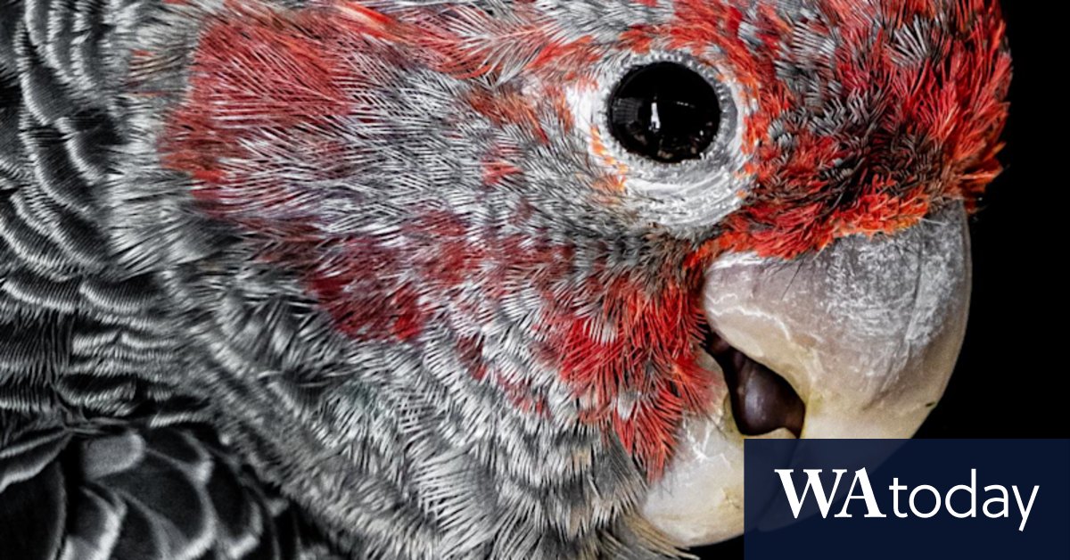 Australian native animals are in crisis but politicians aren't talking about it - Vimarsana News