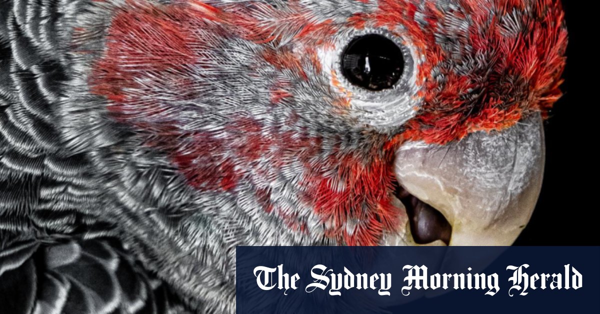 Australian native animals are in crisis but politicians aren’t talking about it