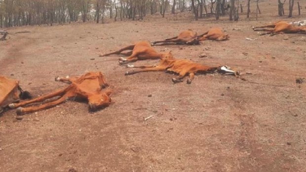 The bodies of dead horses on the property this week.