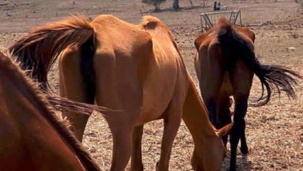 A total of 22 horses, some former racehorses have died on a Queensland property with another eight in an emaciated state.
