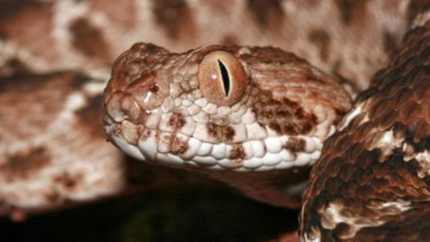 The saw-scaled viper is the deadliest snake in the world, accounting for the most deaths per species.