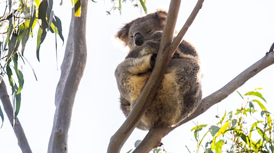 A koala in Morwell National Park, Victoria.  