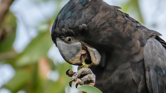 A forest red-tailed black cockatoo in the Holyoake zone.