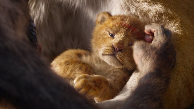 The Lion King 2019 Impressive Remake Fails To Set The Spirits Soaring