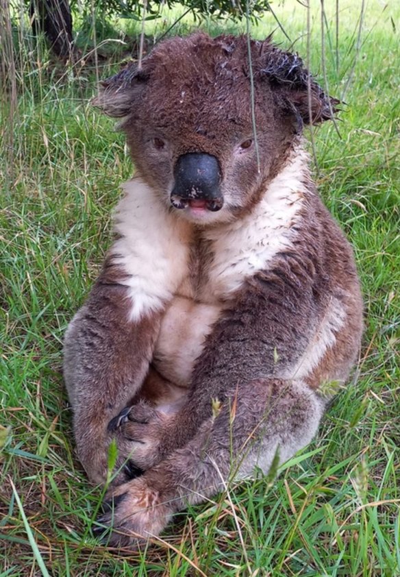 A distressed and unwell koala on French Island.