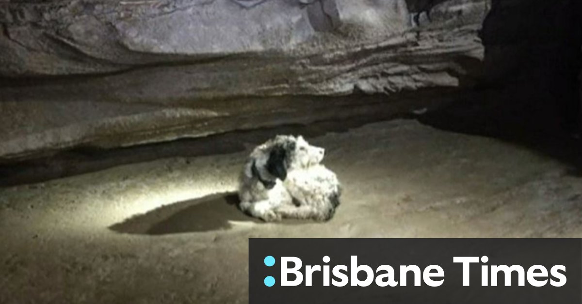A dog was missing. Cavers found her two months later 150 metres underground. - Vimarsana News
