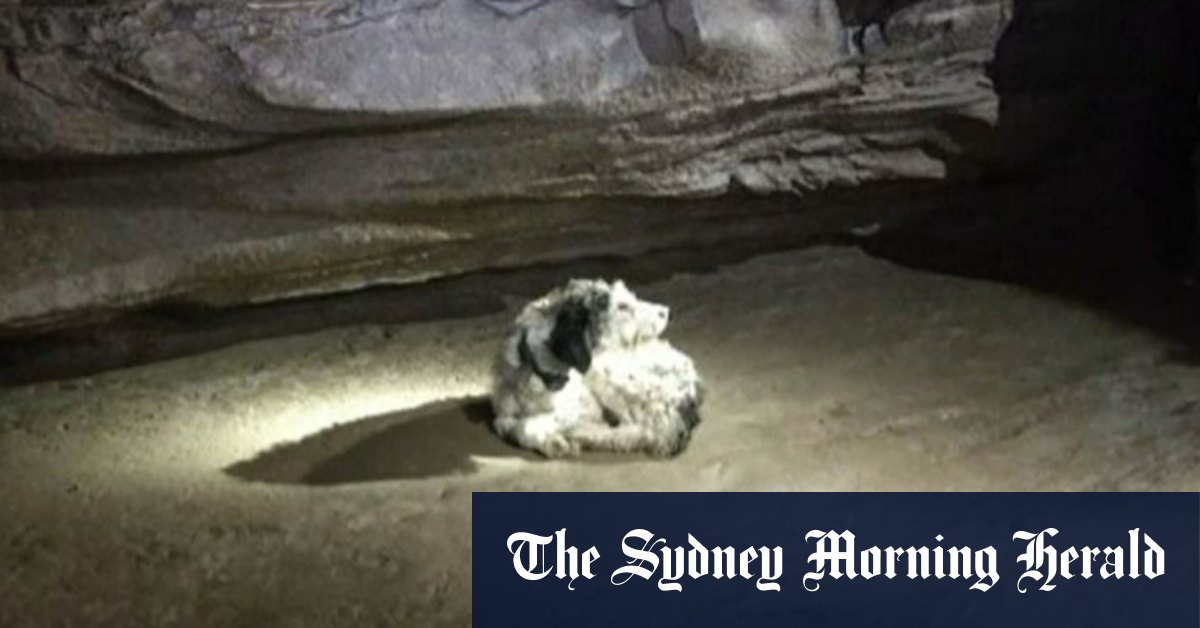 A dog was missing. Cavers found her two months later 150 metres underground. - Vimarsana News