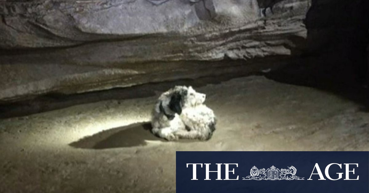 A dog was missing. Cavers found her two months later 150 metres underground. - Vimarsana News